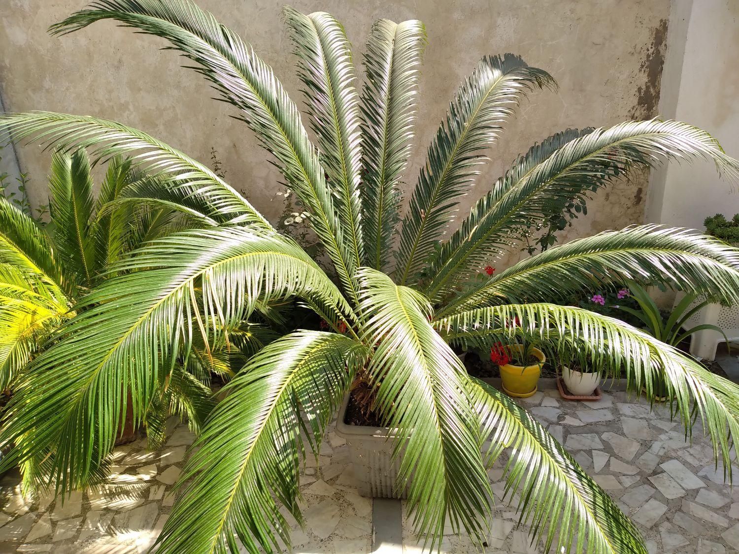 گل سیکاس|گل و گیاه طبیعی|رشت, کوی قدس|دیوار