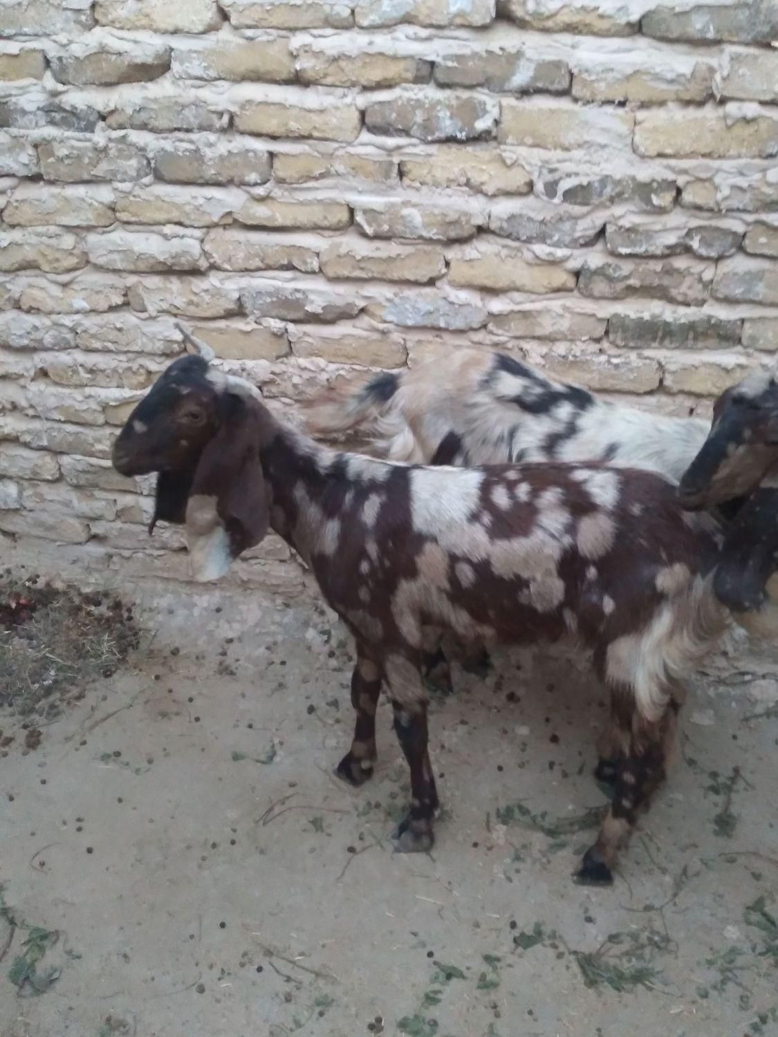 بز ماده|حیوانات مزرعه|چناران, |دیوار