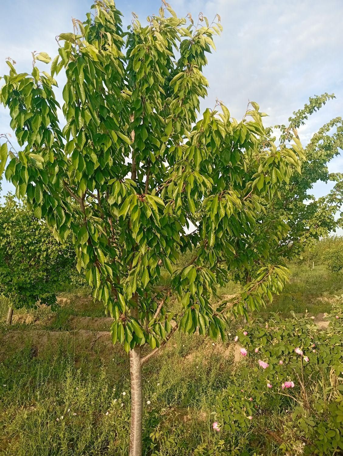باغ جاده بناب نزدیک به اردکلو فروش فوری|فروش زمین و ملک کلنگی|مرند, |دیوار