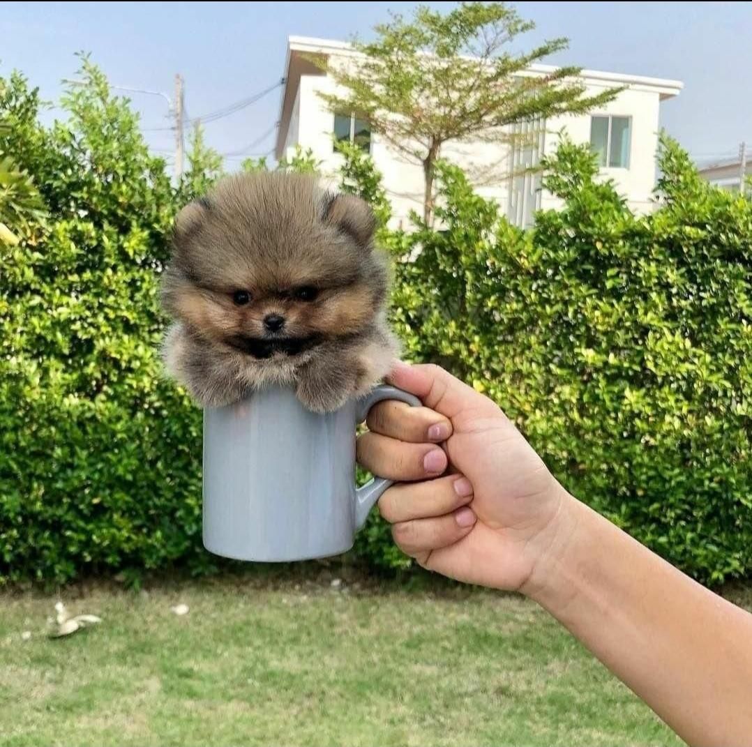 پرورش تخصصی نژاد پامر.پامرانین خرسی عروسکی|سگ|شیراز, فرهنگ شهر|دیوار