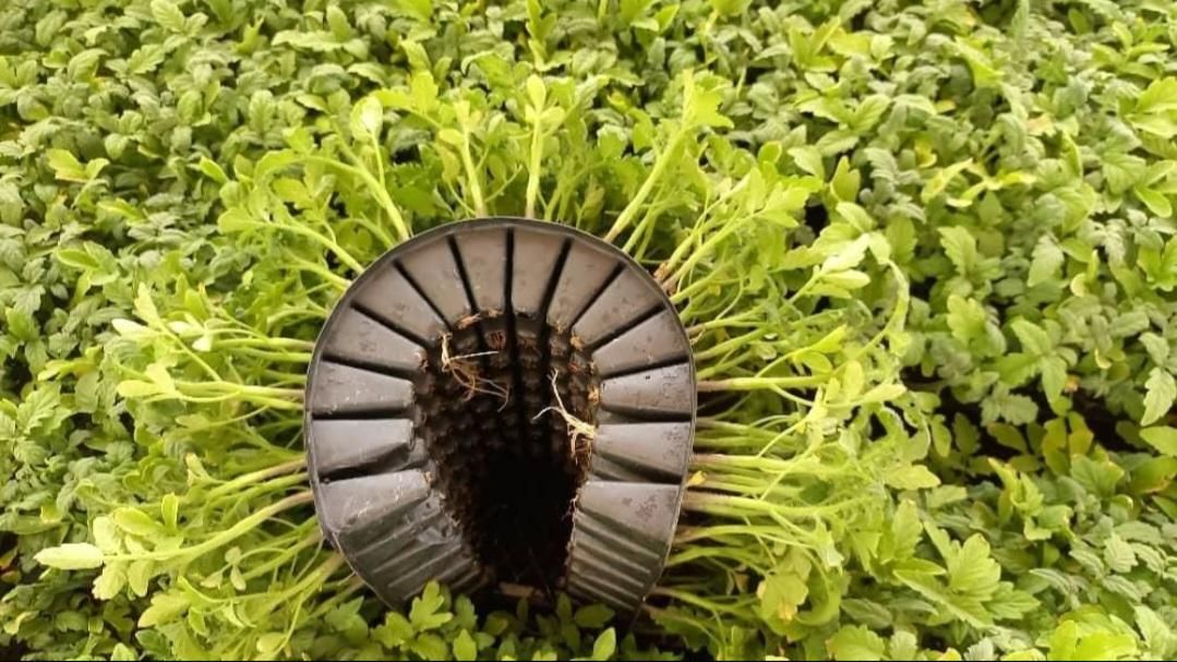 نشا گوجه و هندوانه***|خدمات باغبانی و درختکاری|شیراز, احمدآباد|دیوار