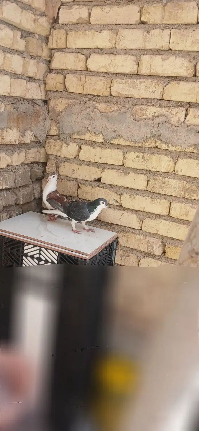 کبوتر یک جفت بدرنگ دمگیر|پرنده|اصفهان, شهرک کوثر|دیوار