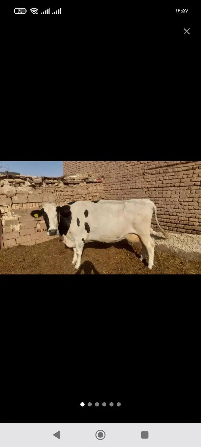 نیازمند شریک بابت راه اندازی گاوداری کوچک|اجارهٔ دفتر صنعتی، کشاورزی، تجاری|تربت‌حیدریه, بالا ولایت|دیوار
