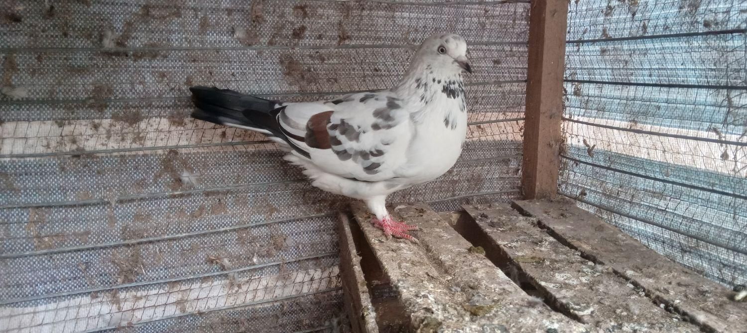 چند تا کبوتر پرشی|پرنده|رشت, گلباغ نماز|دیوار