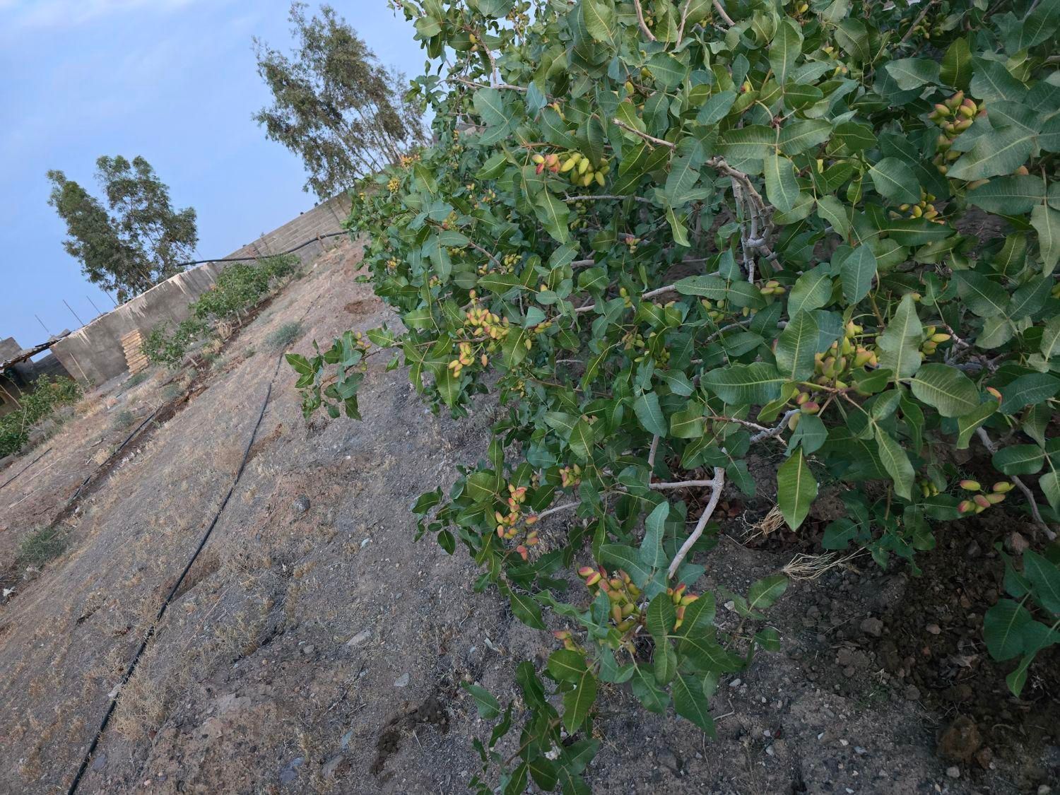 باغچه ۲۰۰۰هزارمتری در جاده کاشان|فروش خانه و ویلا|قم, شهر قائم|دیوار
