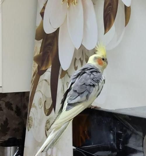 عروس هلندی گمشده،پونک جنوبی،بلوارعدل اشرفی اصفهانی|حیوانات|تهران, پونک|دیوار