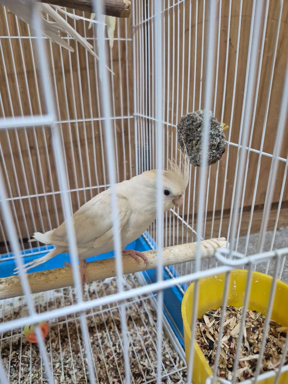 4 عدد عروس هلندی البینو و لوتینو|پرنده|اهواز, کوی نیرو|دیوار