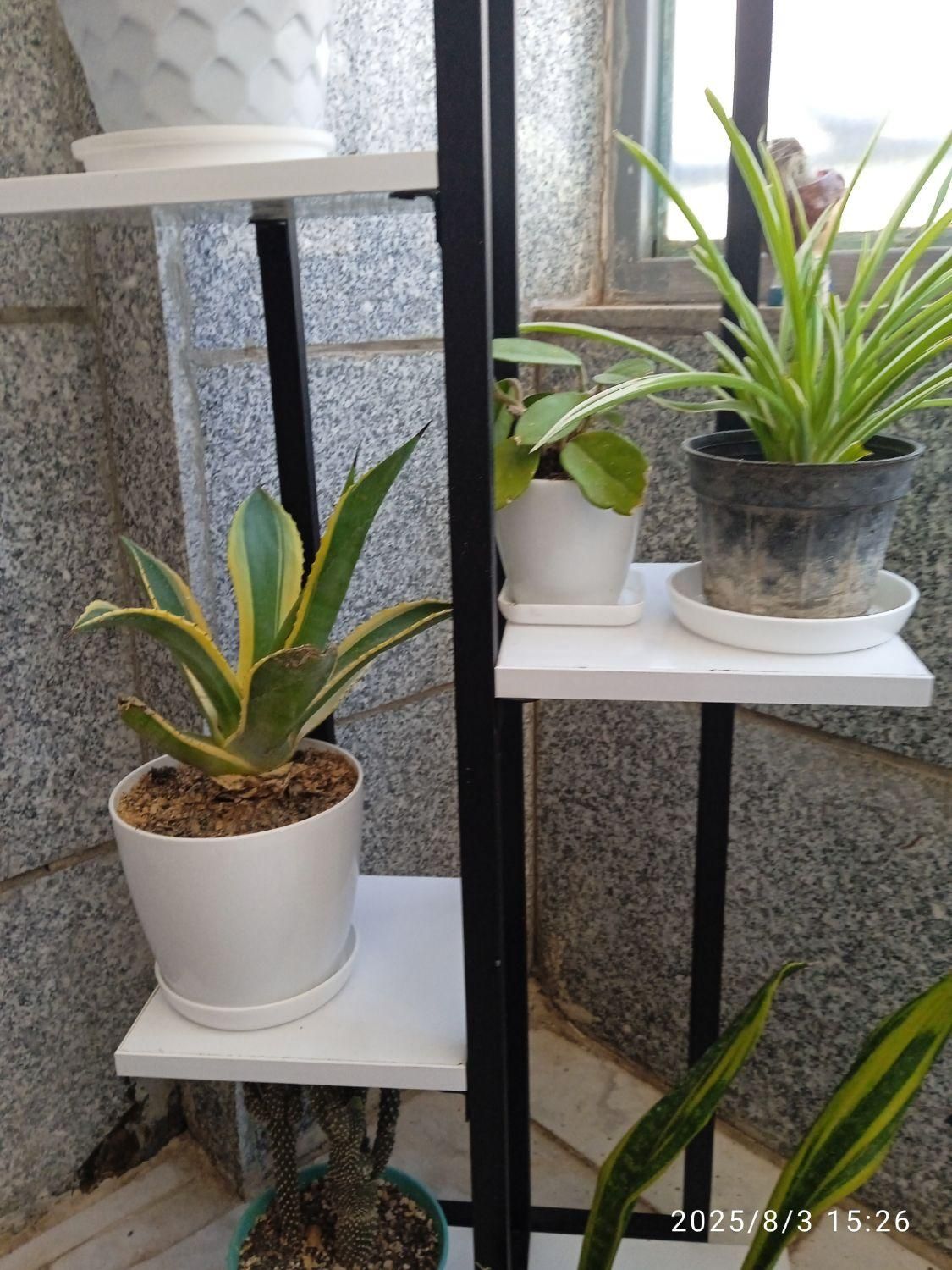 تعدادی گل باگلدون زامفولیا بلک گندمی و..|گل و گیاه طبیعی|بیرجند, |دیوار