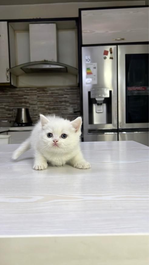 گربه پسر و دختر (شمیرانی کت)|گربه|کرج, گوهردشت|دیوار