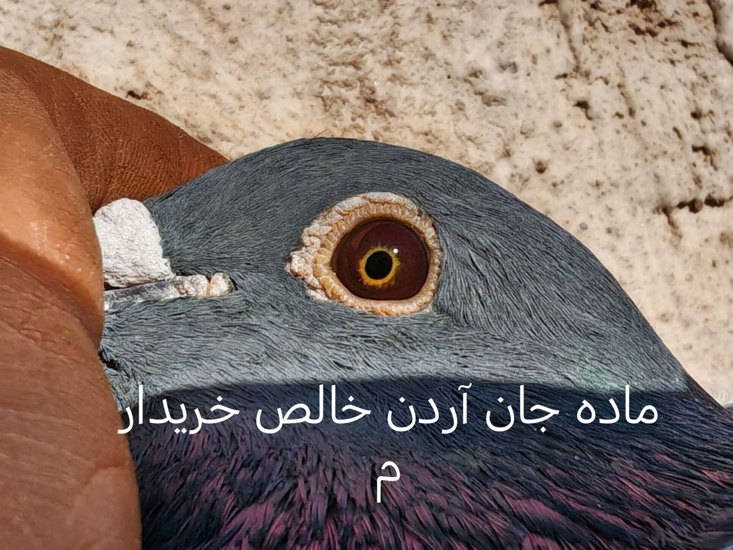 نیسان آبی  شارژی|اسباب‌‌بازی|یزد, |دیوار