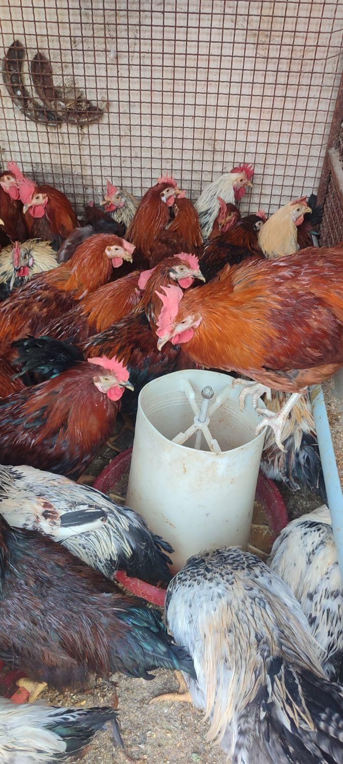 خروس گلپایگانی محلی رسمی قهوه ای بومی مرغ تخمگذار|حیوانات مزرعه|تهران, صادقیه|دیوار