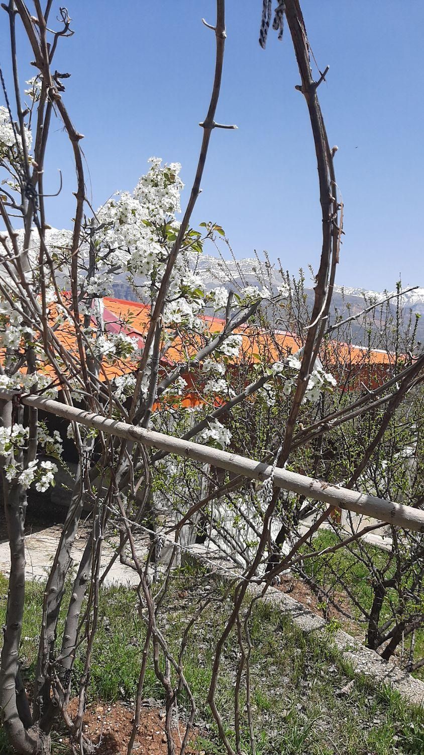 اجاره روزانه/هفتگی/ماهانه ویلا ۱۲۰۰ متری|اجارهٔ کوتاه‌مدت ویلا و باغ|شهرکرد, |دیوار