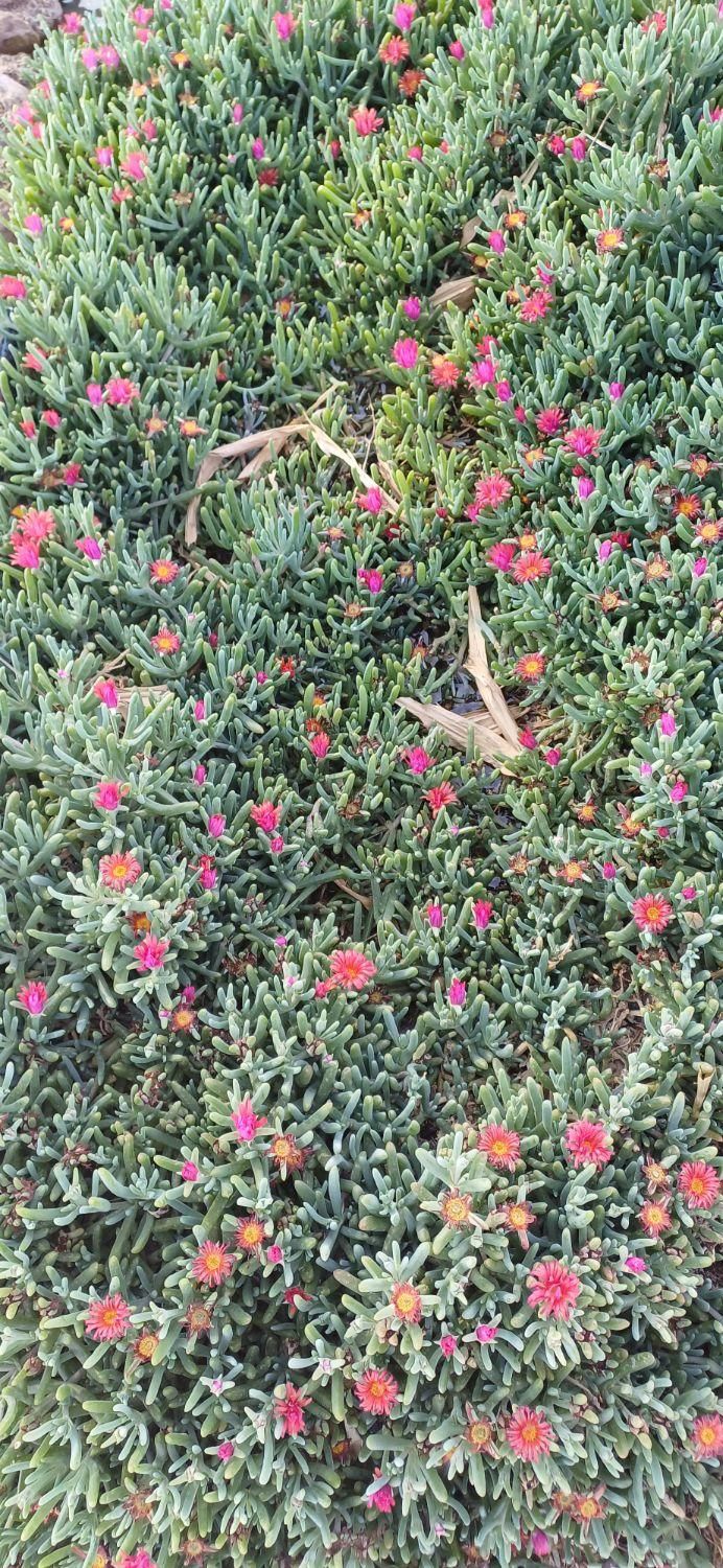 فروش زمین باغی با سند|فروش زمین و ملک کلنگی|اصفهان, قهجاورستان|دیوار