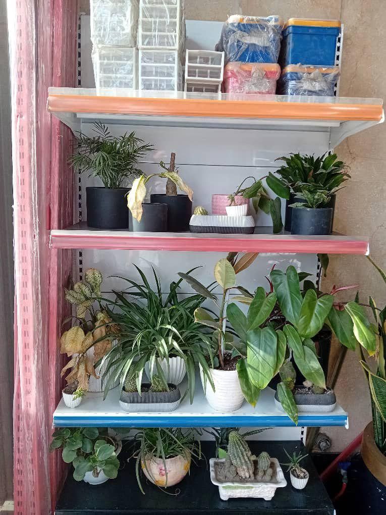 استند میوه،هایپری،پانچ/قفسه/در مدل های متفاوت|فروشگاه و مغازه|اهواز, کوی آغاجاری|دیوار