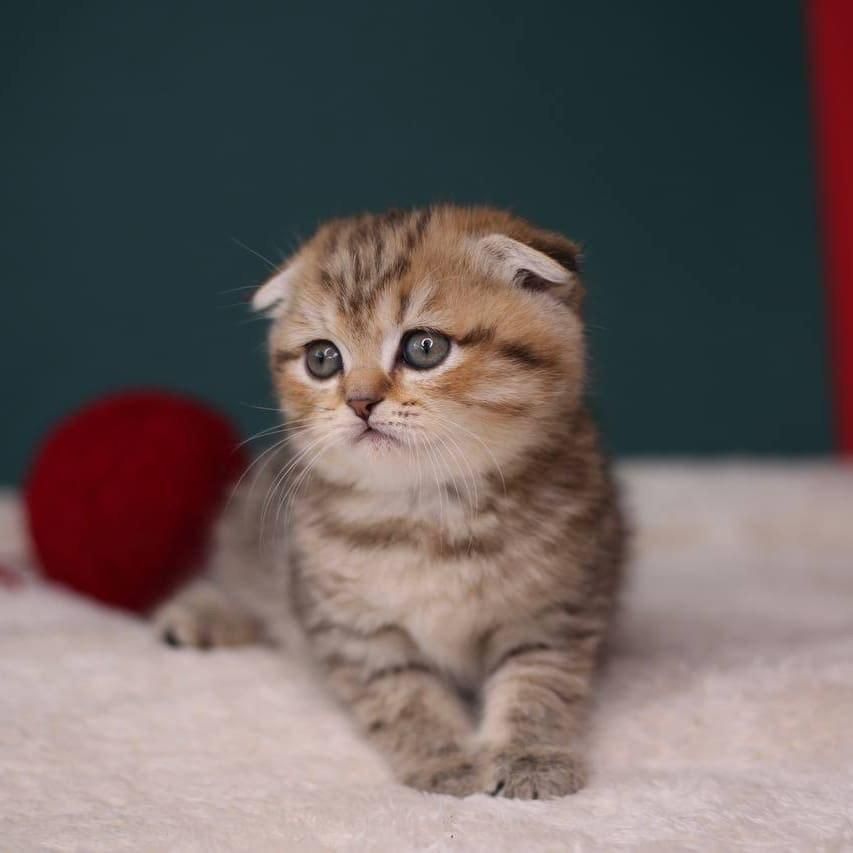 گربه بریتیش|گربه|زنجان, |دیوار