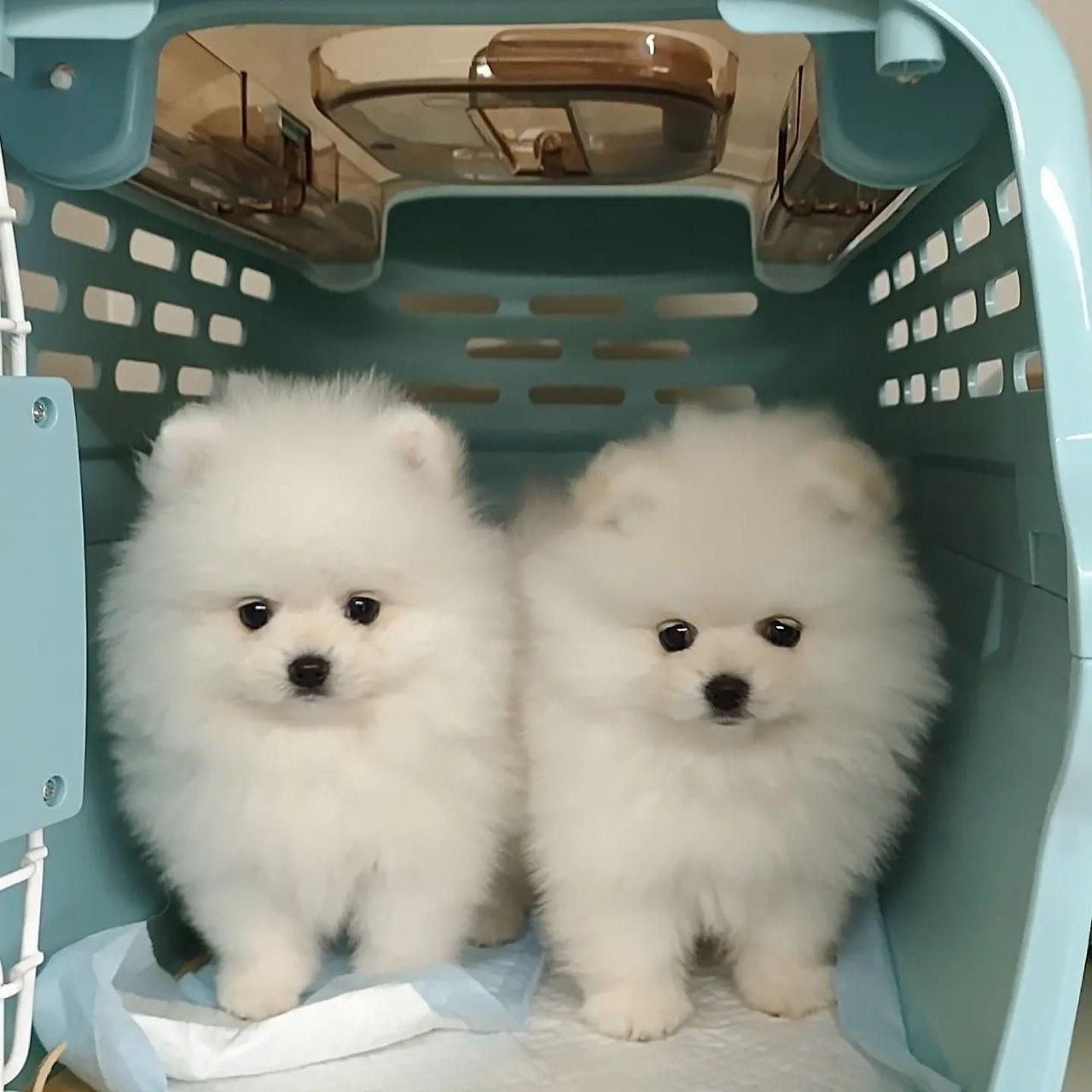 توله سگ پامر . پامرانین خرسی سفید ۷۰ روز|سگ|تهران, سعادت‌آباد|دیوار