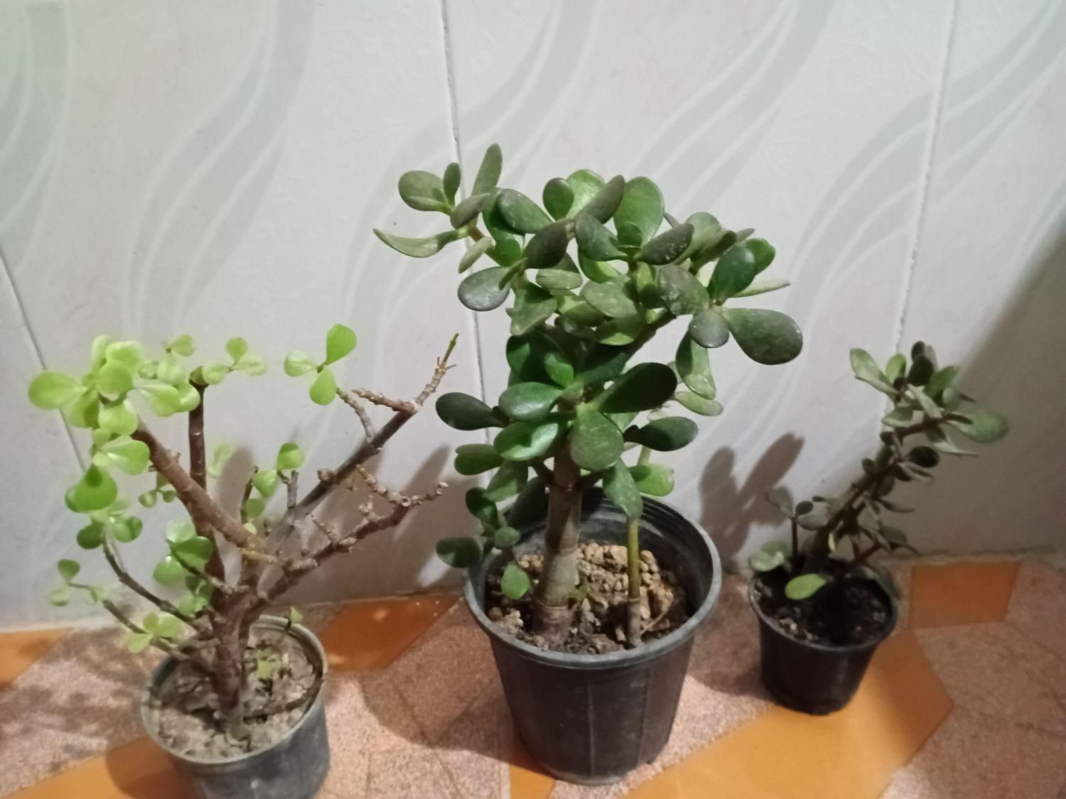 گل های اپارتمانی|گل و گیاه طبیعی|ماهدشت, |دیوار