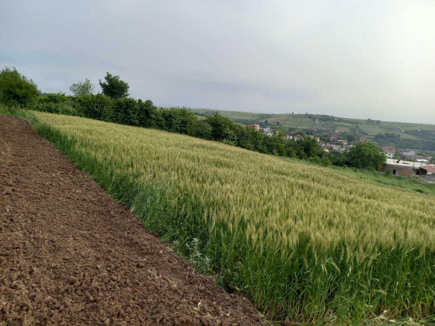 فروش زمین ۵۵۰ متری|فروش زمین و ملک کلنگی|نکا, |دیوار