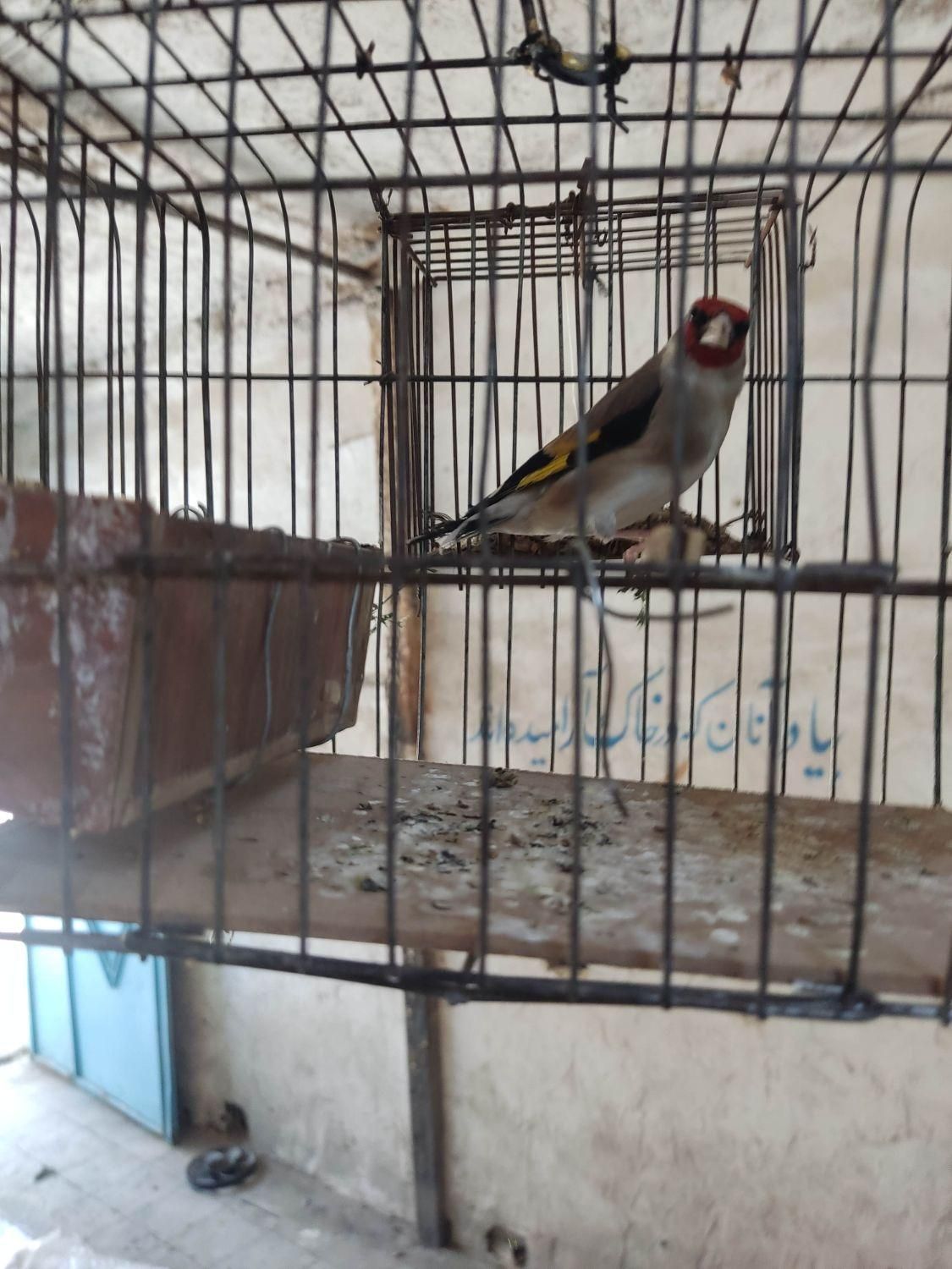 سهره|پرنده|سیرجان, |دیوار
