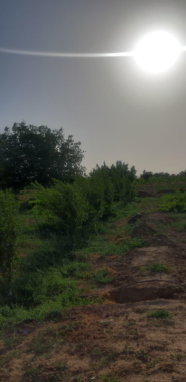 فروش باغ تاکستان قزوین ۸۳۲۰ متری|فروش زمین و ملک کلنگی|تهران, دریاچه شهدای خلیج فارس|دیوار