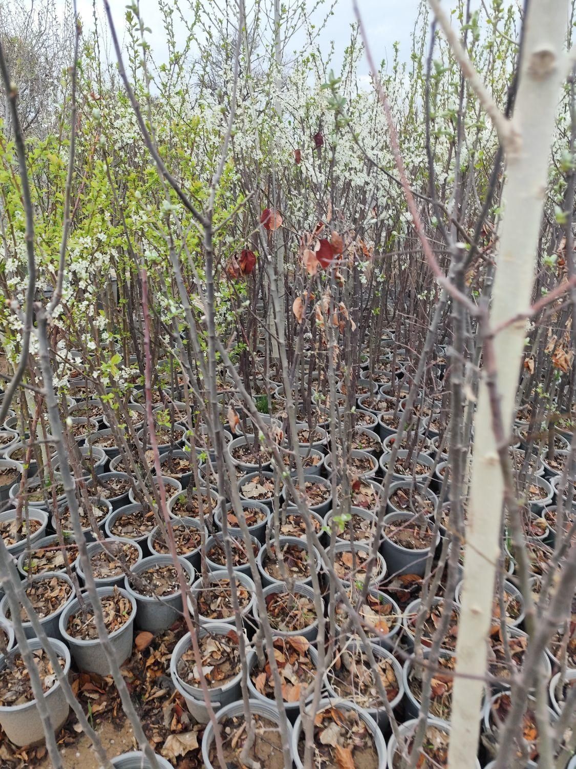 نهال های میوه گلدانی ریشه پر|گل و گیاه طبیعی|صوفیان, |دیوار