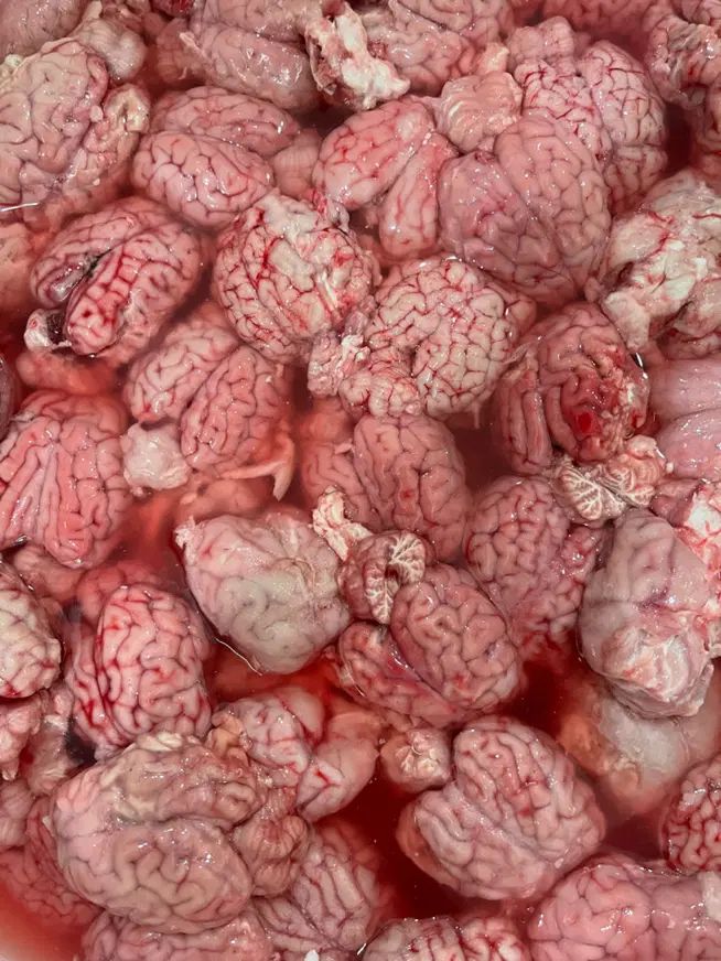کله پاچه زبان گوسفندی مغز سیرابی|خوردنی و آشامیدنی|کرج, برغان|دیوار