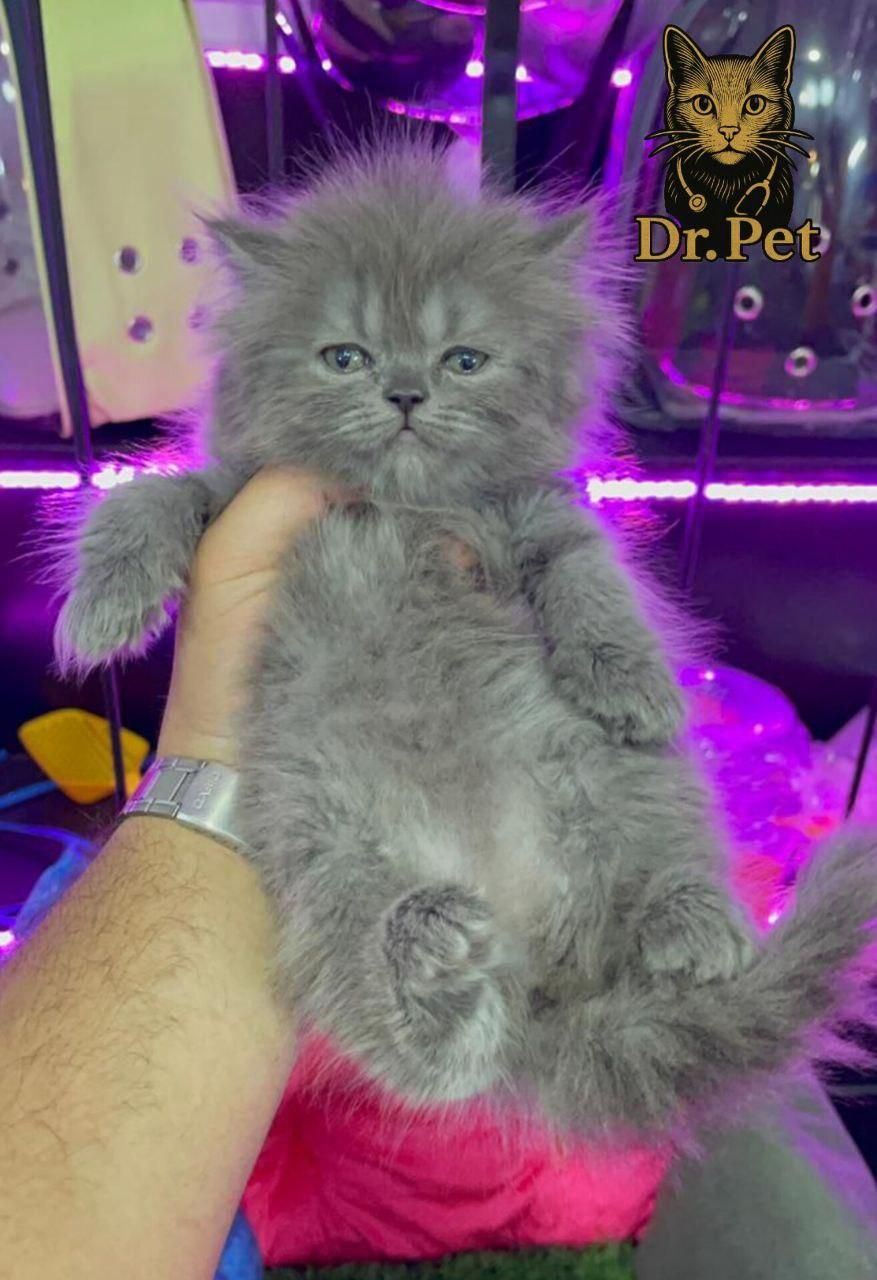 خوشگلای دست آموز|گربه|سمنان, |دیوار