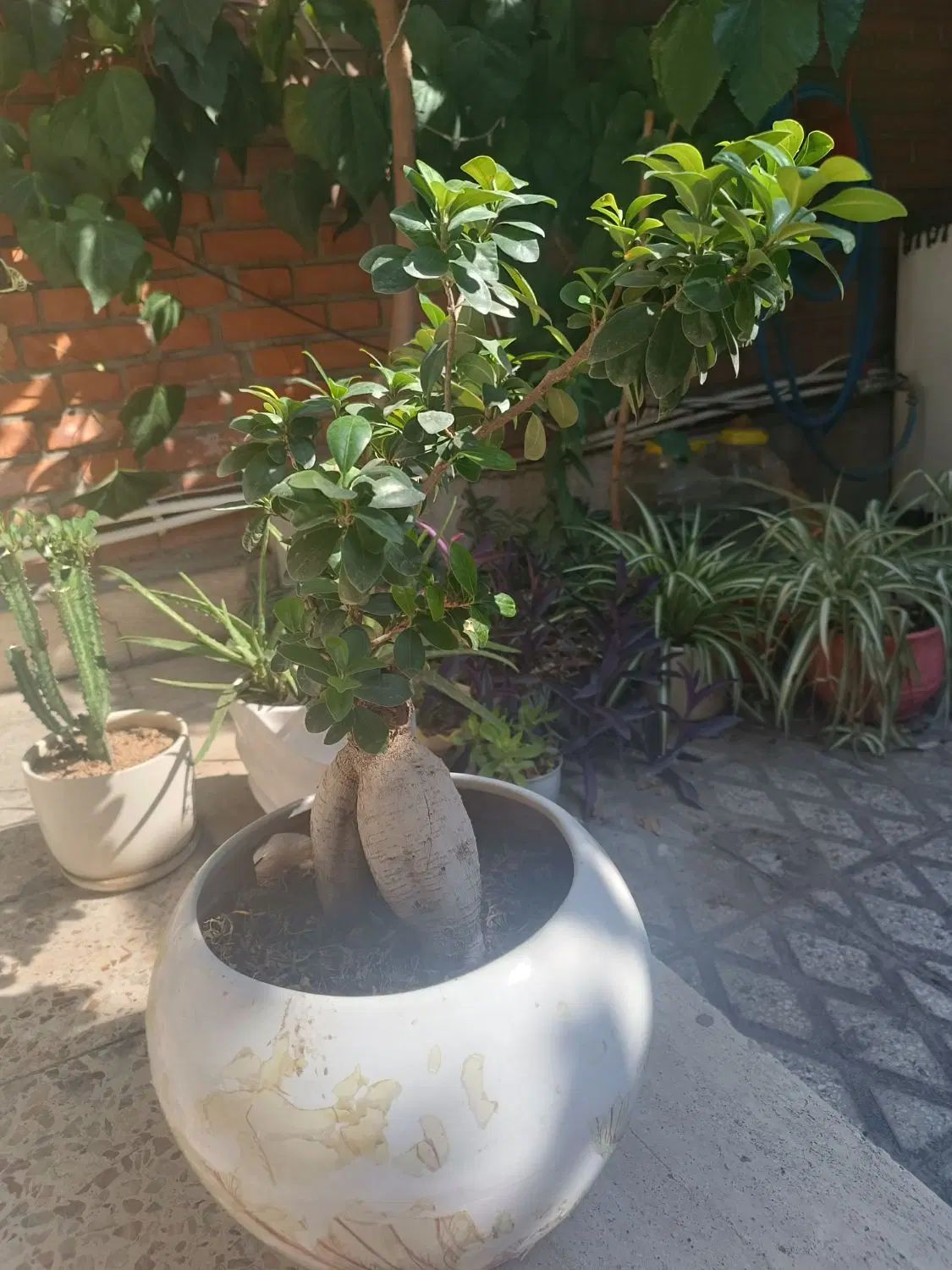 بنسای سالم|گل و گیاه طبیعی|تهران, نظام‌آباد|دیوار