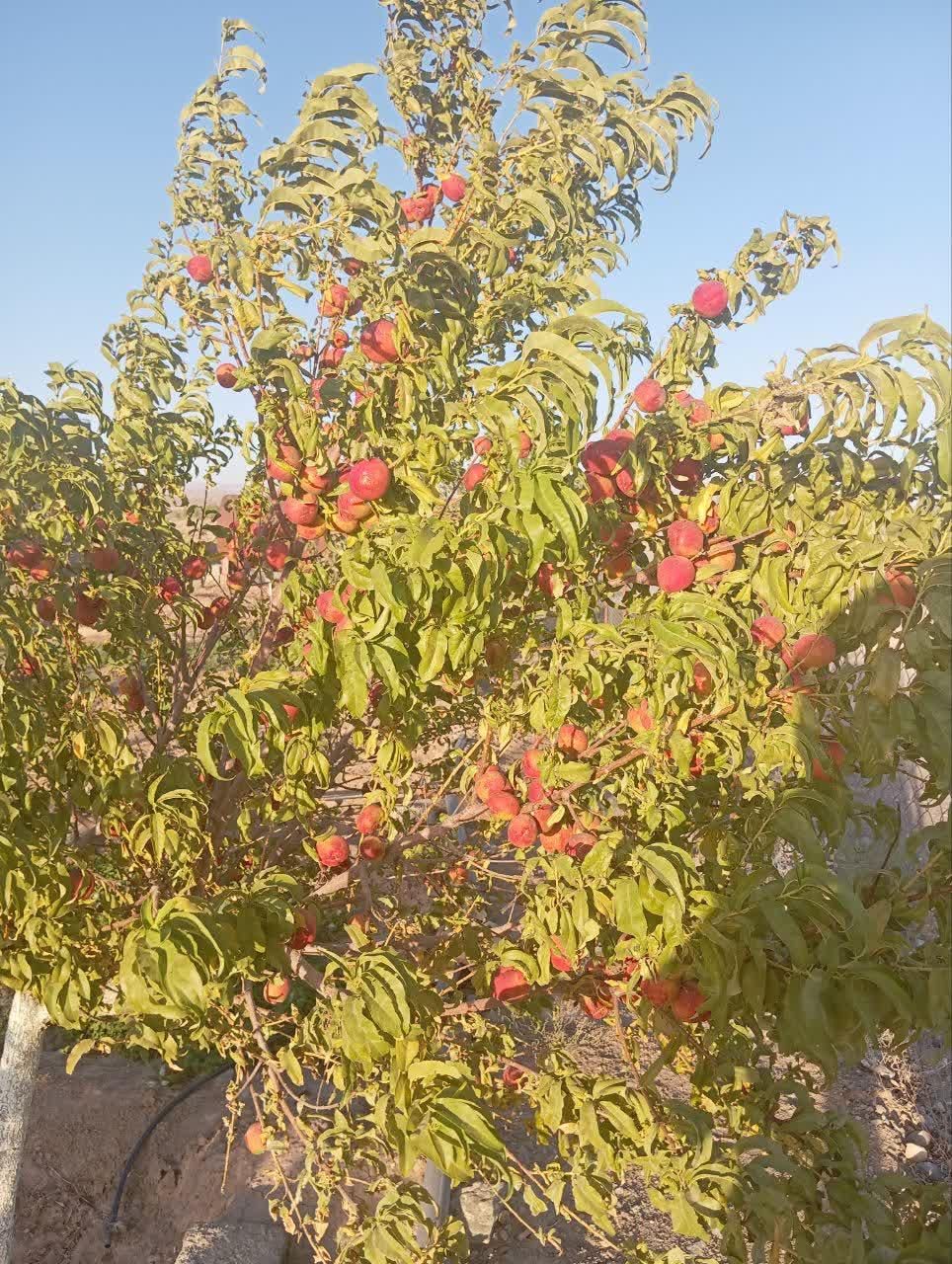 تصویر 3