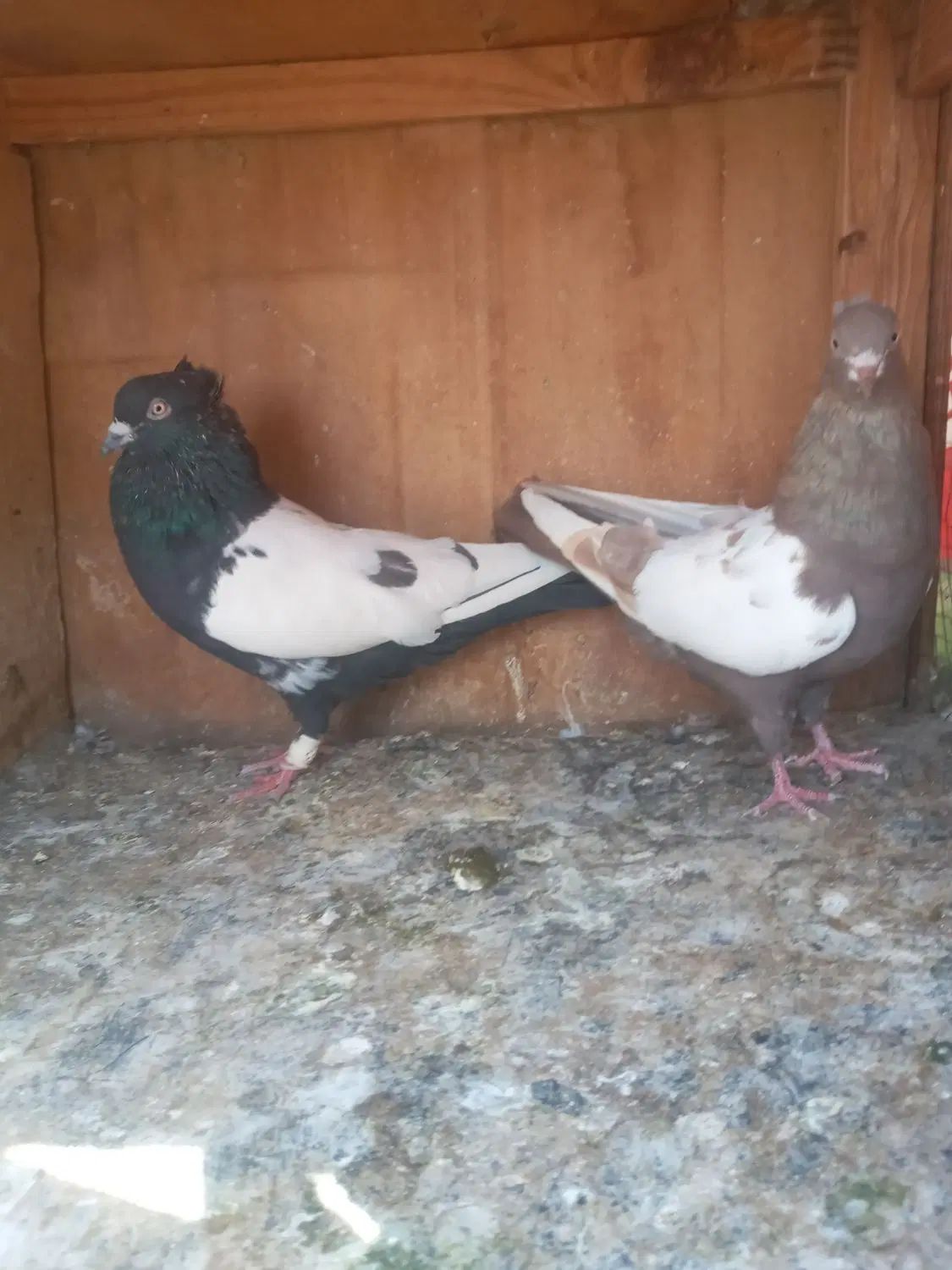 کبوتر سینه ای نروماده جفتن خریدار زنگ بزن|پرنده|تهران, نعمت‌آباد|دیوار