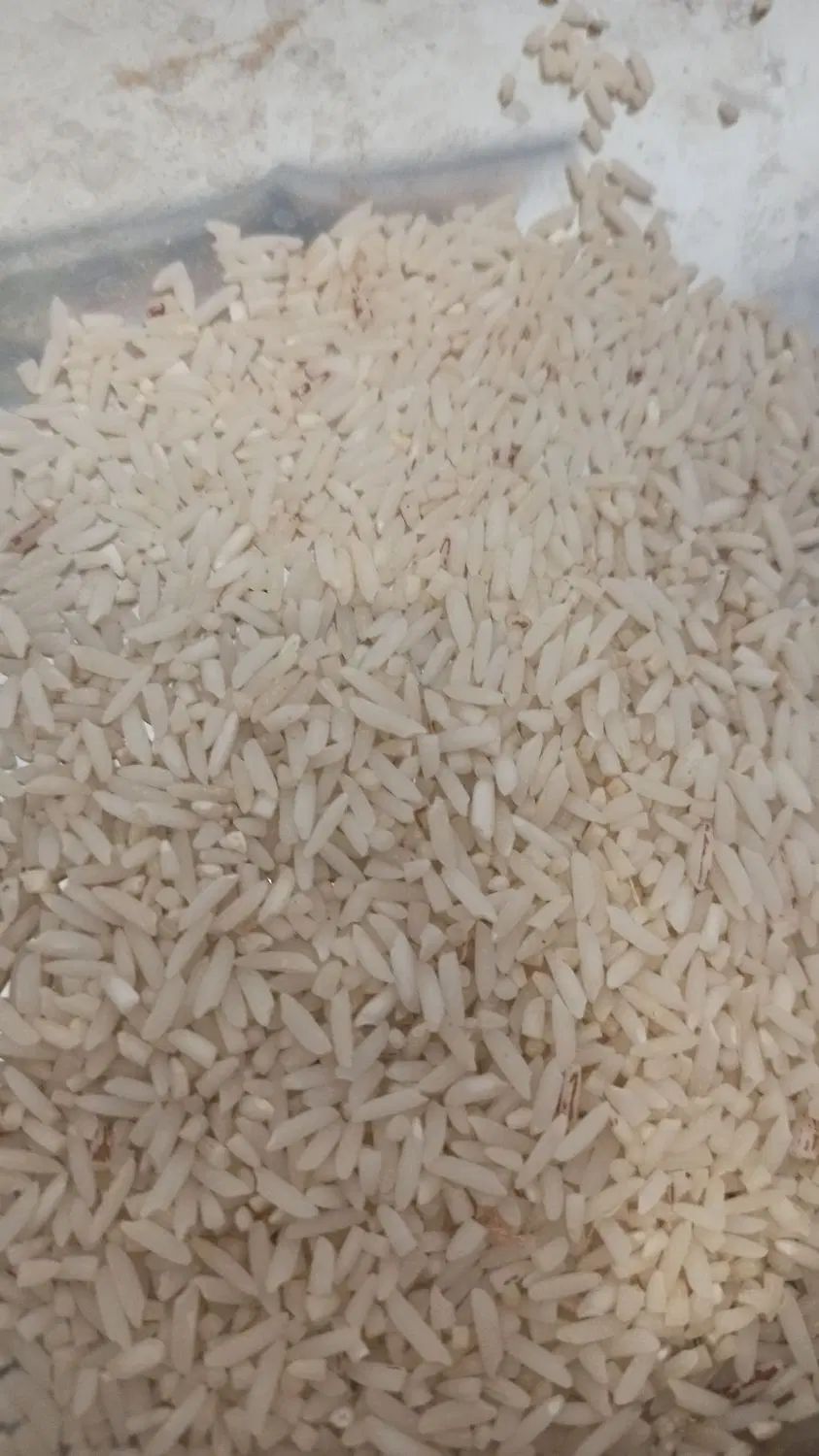 برنج درجه یک هاشمی (ماسال)|عمده‌فروشی|رشت, سعدی (تختی)|دیوار