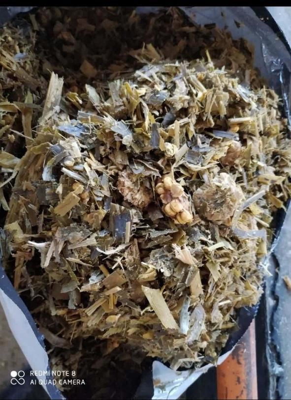 ذرت علوفه ای( چاپر ) بسته‌بندی ۳۰ کیلویی اعلاء|عمده‌فروشی|اهواز, آریاشهر|دیوار