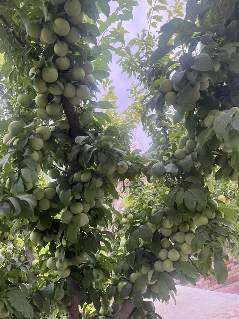 انواع درخت/ مثمر/غیرومثمر/ درخت پایان کارشهرداری|خدمات باغبانی و درختکاری|قلعه نو, |دیوار