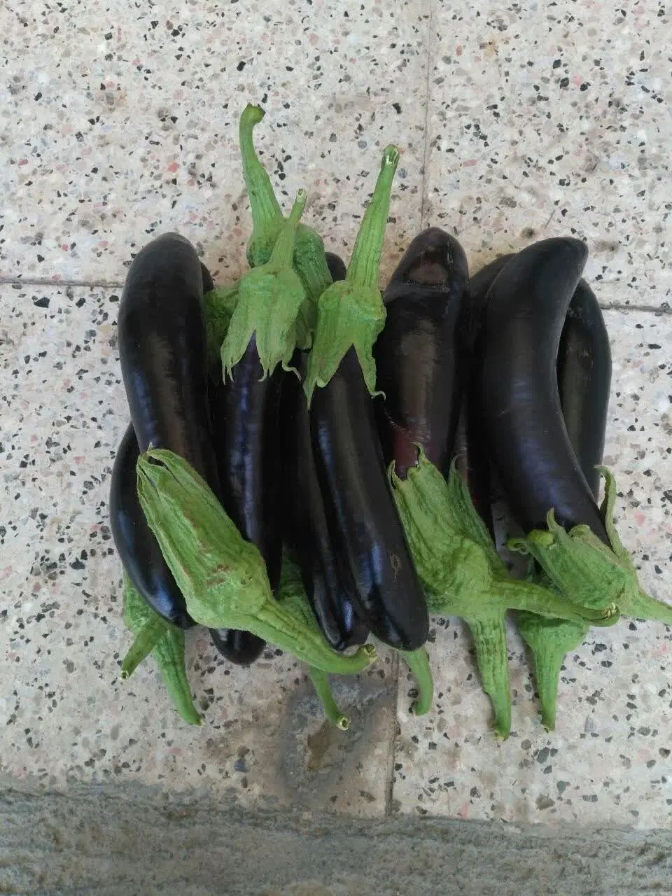 بادمجان شیرین و تازه مستقیم از مزرعه|خوردنی و آشامیدنی|مشهد, خواجه ربیع|دیوار