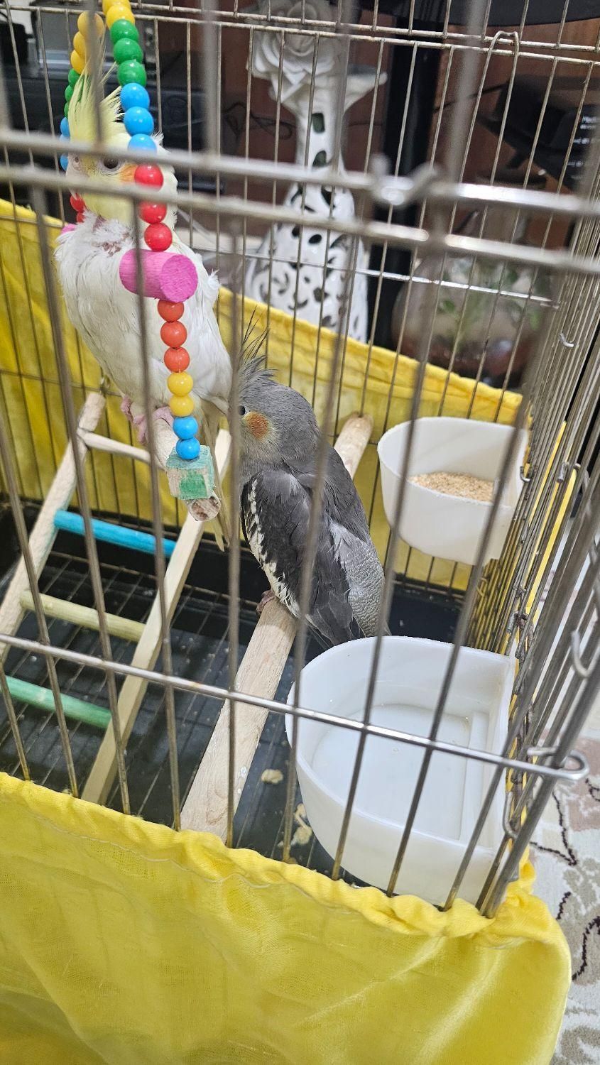 عروس هلندی نر|پرنده|کهریزک, |دیوار