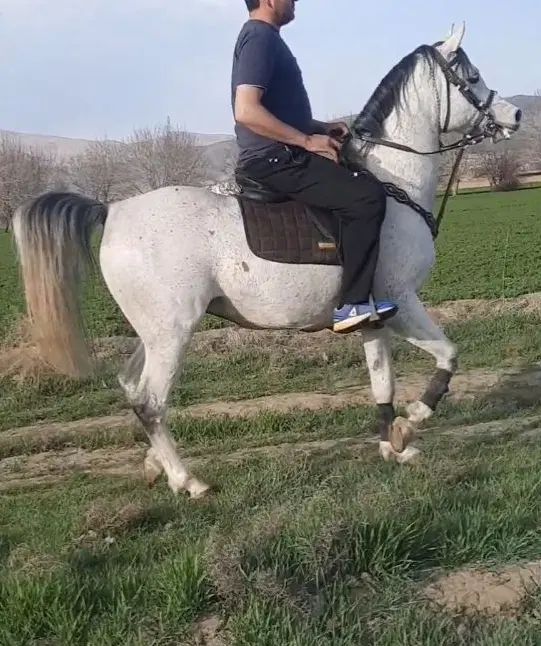 اسب نریان|اسب و تجهیزات اسب‌سواری|کرج, اسدآباد|دیوار