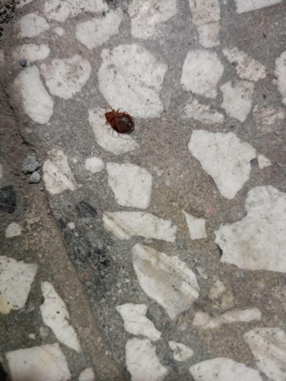 سم پاشی...زاهدان|خدمات نظافت|زاهدان, |دیوار