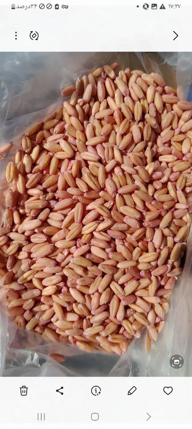 فروش ۷تن گندم بذربوجاری شده داس نقدواقساط|خدمات باغبانی و درختکاری|بیجار, |دیوار