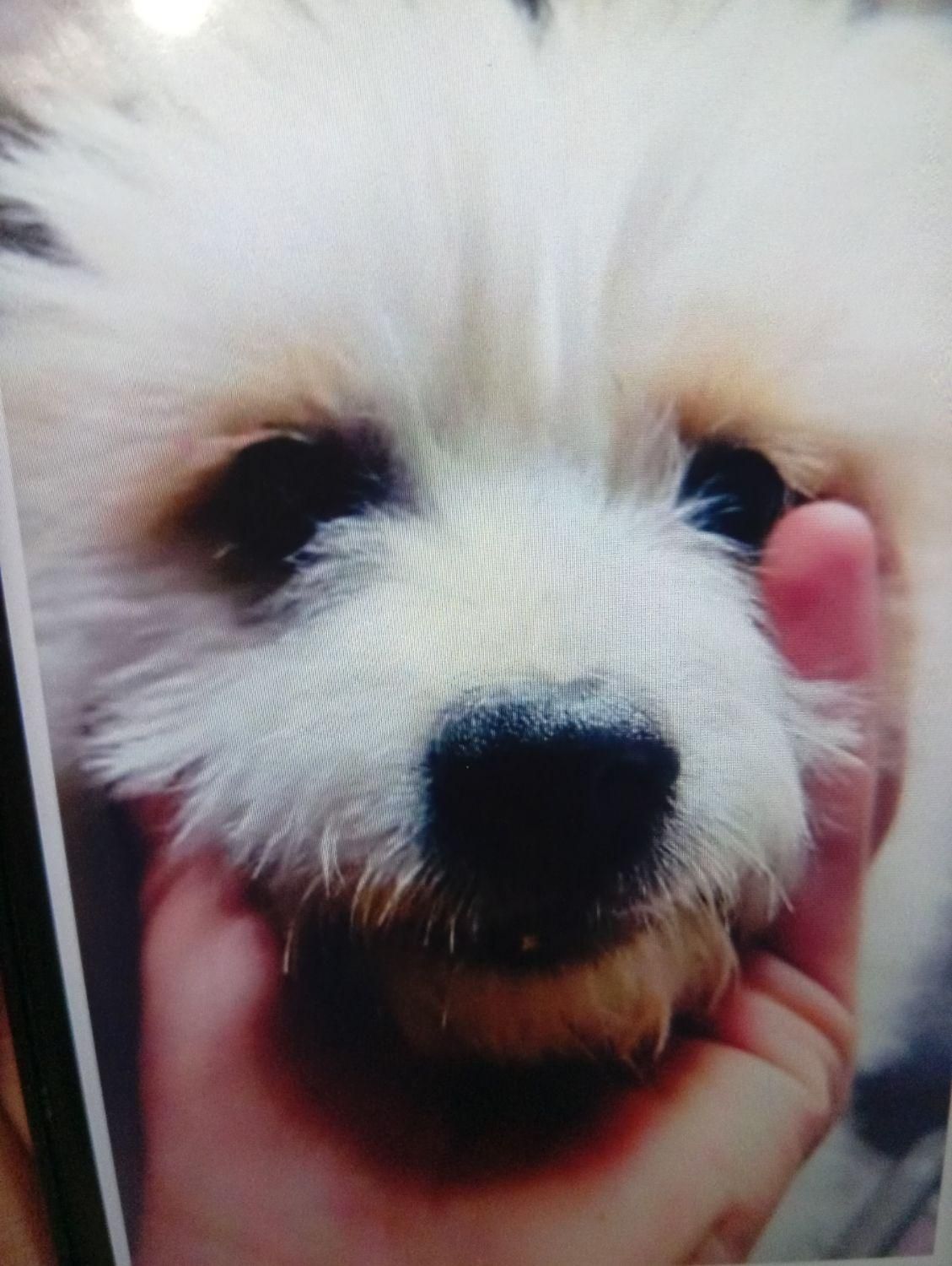 سگ شیتزو|سگ|کرمان, |دیوار