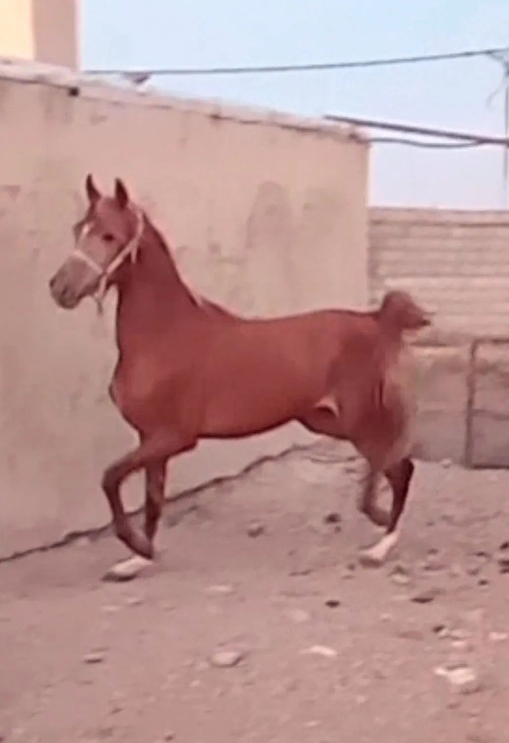 اسب نژاددار چستر، ۳ ساله، با برگه فدراسیون|اسب و تجهیزات اسب‌سواری|قم, انسجام|دیوار