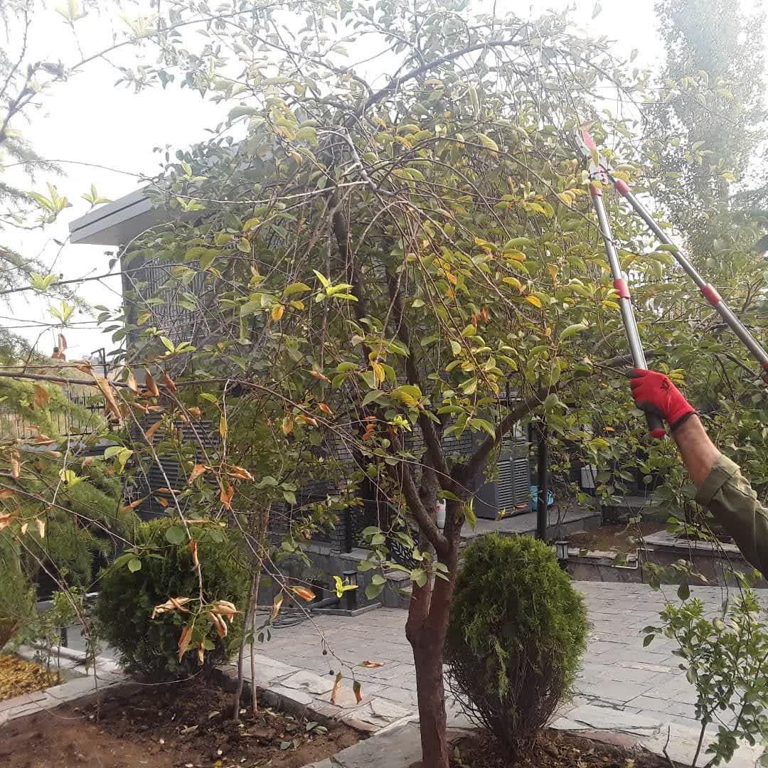 باغبانی و فضای سبز بومهن رودهن پردیس|خدمات باغبانی و درختکاری|رودهن, |دیوار