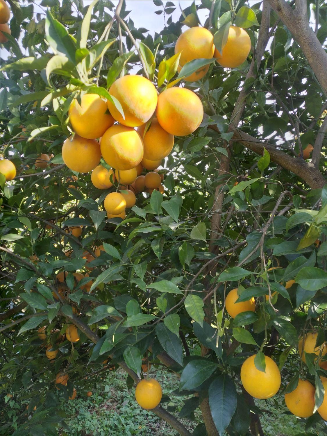 فروش زمین مسکونی ۱۸۰۰ متری در محیطی عالی|فروش زمین و ملک کلنگی|قائم‌شهر, |دیوار