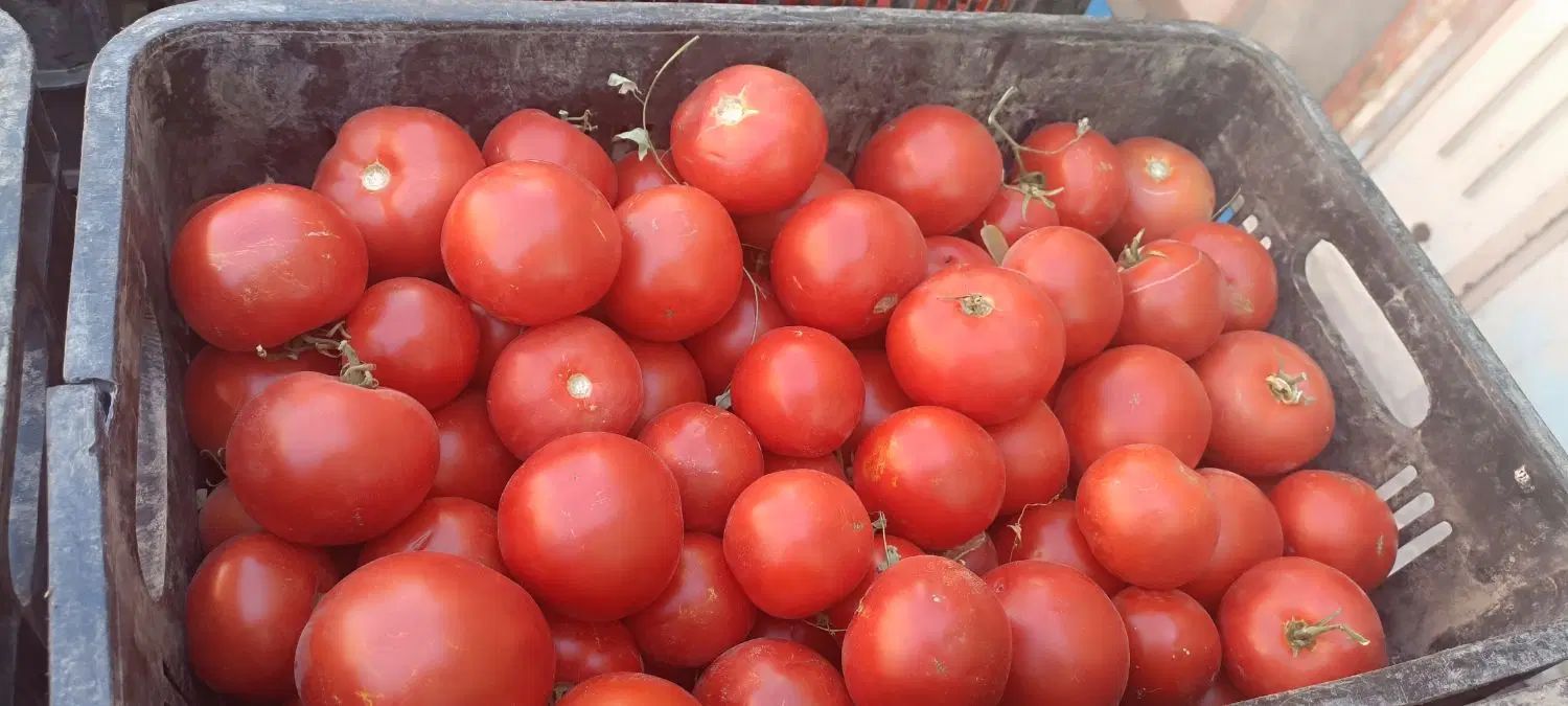 گوجه دستچین فریمان|خوردنی و آشامیدنی|مشهد, فاطمیه|دیوار