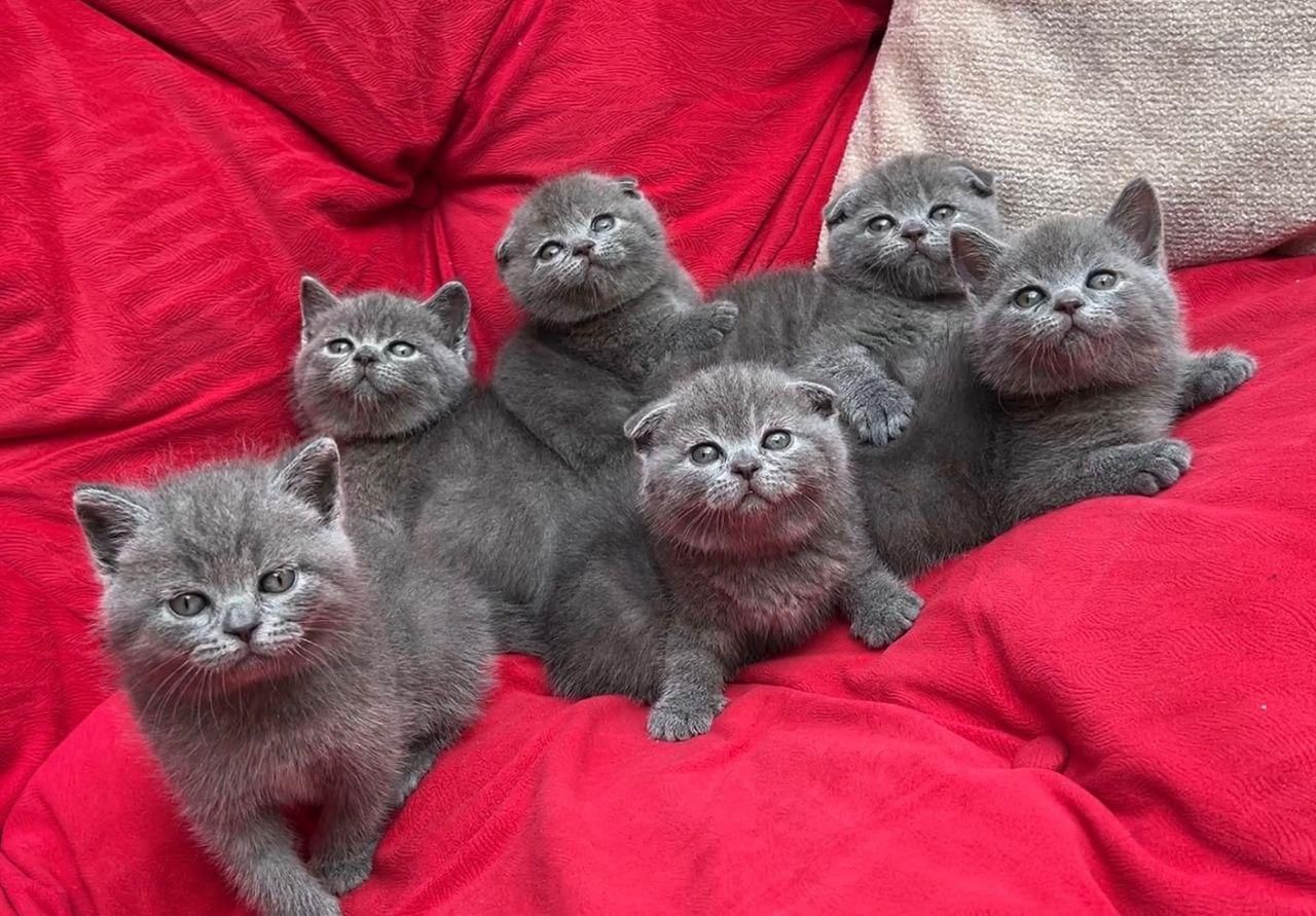 شهر گربه های مشنگ (پرشین اسکاتیش بریتیش )|گربه|اهواز, کیانپارس |دیوار