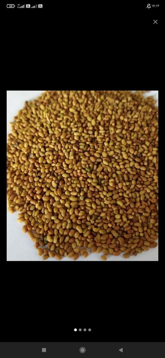 بذر یونجه سبز اندیشان|خدمات باغبانی و درختکاری|ایلام, |دیوار