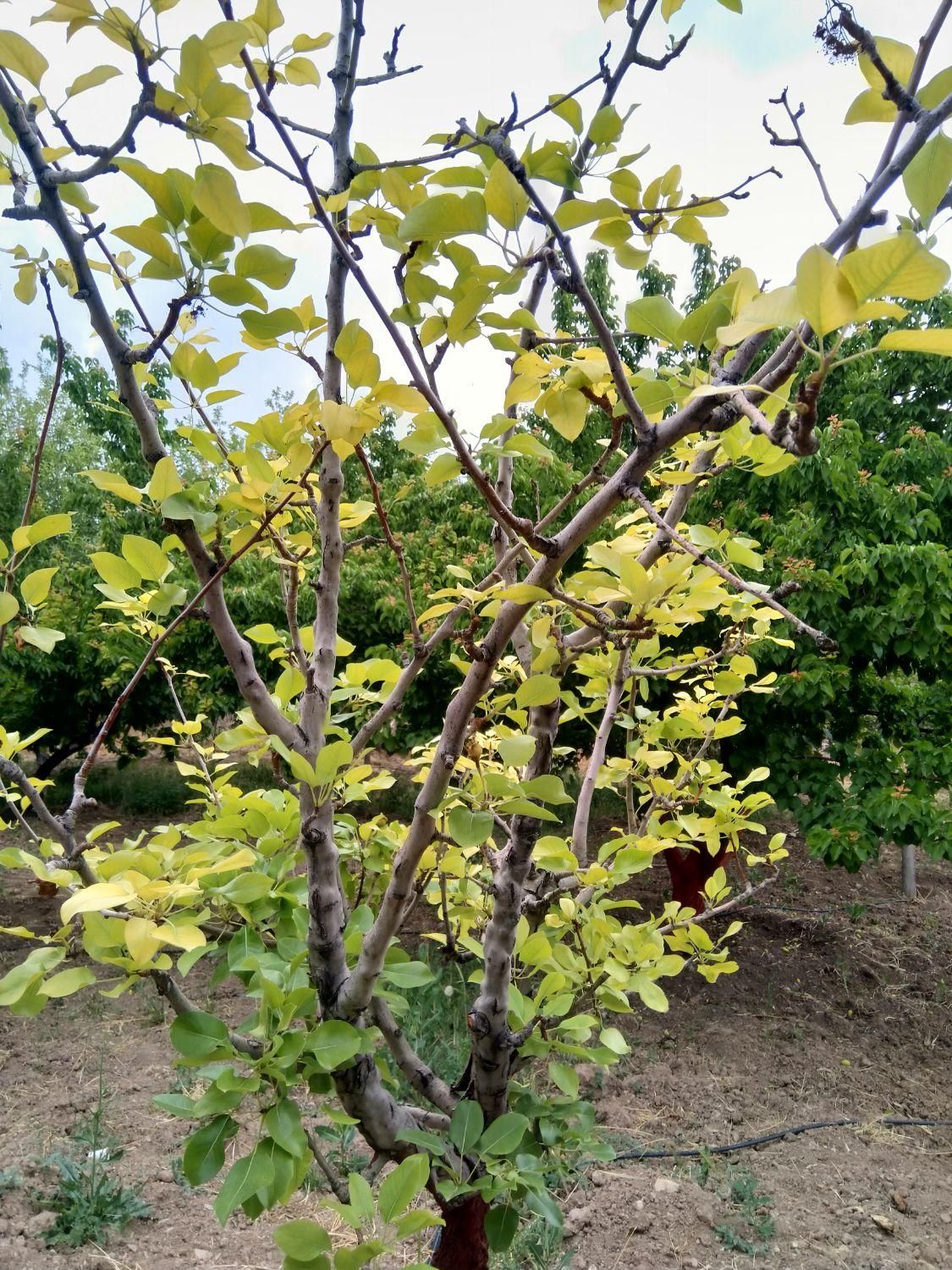 باغداری،باغبانی،نگهداری و فروش گل و گیاه آپارتمانی|خدمات باغبانی و درختکاری|قم, نیروگاه|دیوار