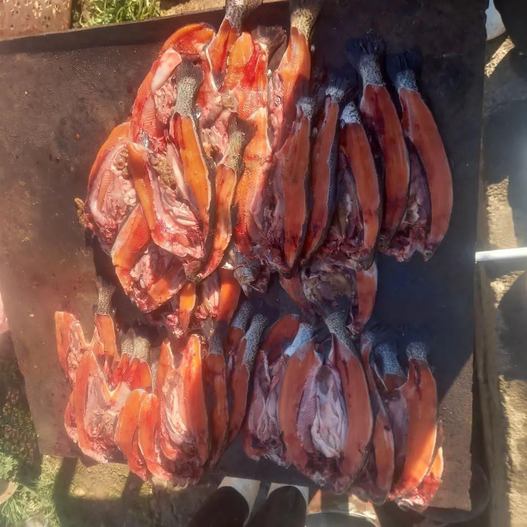 فروش ماهی قزل الا.|ماهی|نورآباد ممسنی, |دیوار