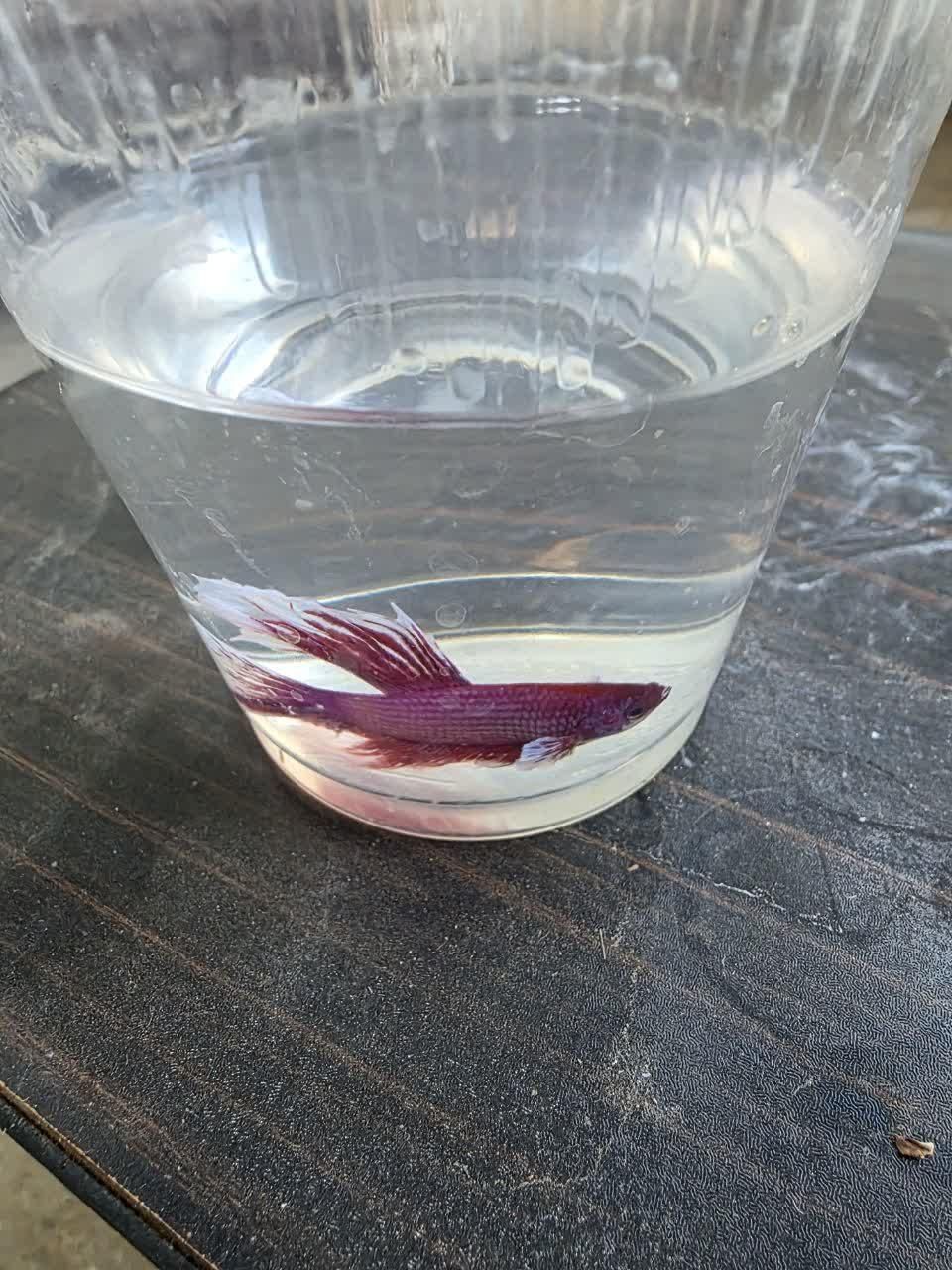 ماهی فایتر مینیاتوری رنگ خاص و پچه فلاور کینگ سایز|ماهی|قم, پردیسان|دیوار