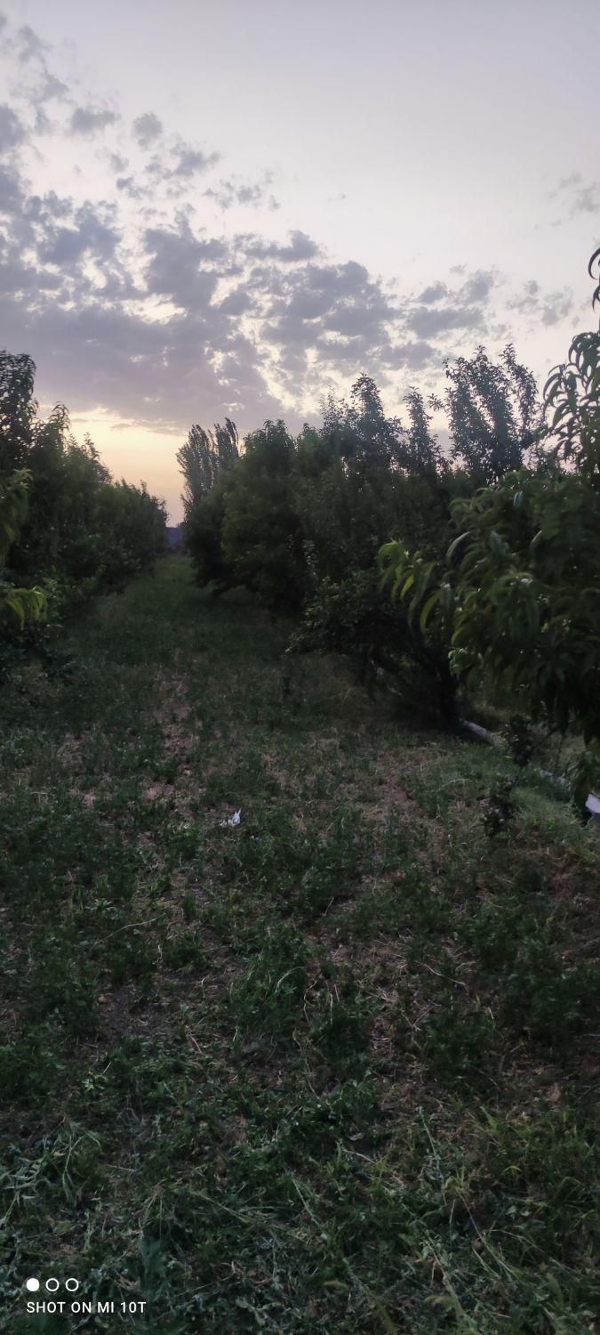 فروش باغ|فروش دفتر صنعتی، کشاورزی، تجاری|میاندوآب, |دیوار