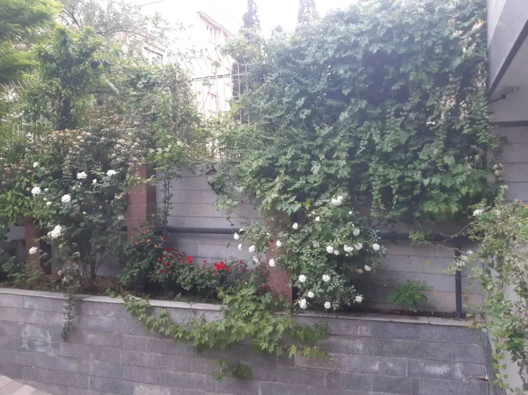 ۷۰۰ متر کلنگی  بر ۲۱ دروس/یارمحمدی|فروش زمین و ملک کلنگی|تهران, دروس|دیوار